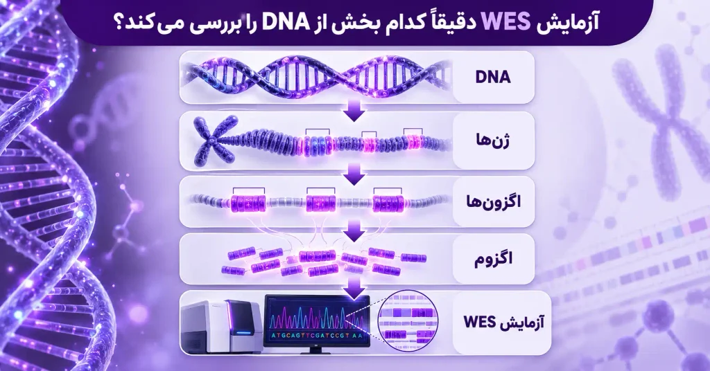 اینفوگرافیک آزمایش WES با نمایش مسیر DNA، ژنها، اگزونها و اگزوم تا بررسی بخشهای کدکننده در تعیین توالی کل اگزوم
